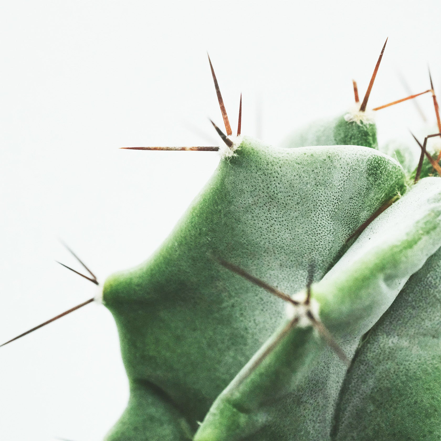 Close-up of a green cactus with spines on a white background
